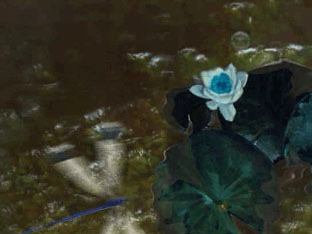 WB Water Dragonfly (screen saver v2.0) Screenshot 1