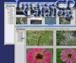ImageCD Catalog Screenshot 1