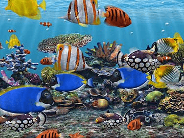3D Fish School Screenshot 1