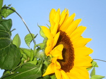 Beautiful Sunflowers Screensaver Screenshot 1