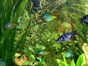 Fish Aqua 3D Screensaver Screenshot 1