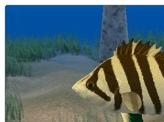 Tiger Fish Screensaver Screenshot 1