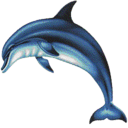 Dolphins 3D Screensaver