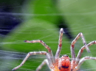 Spider Phobia Screensaver Screenshot 1