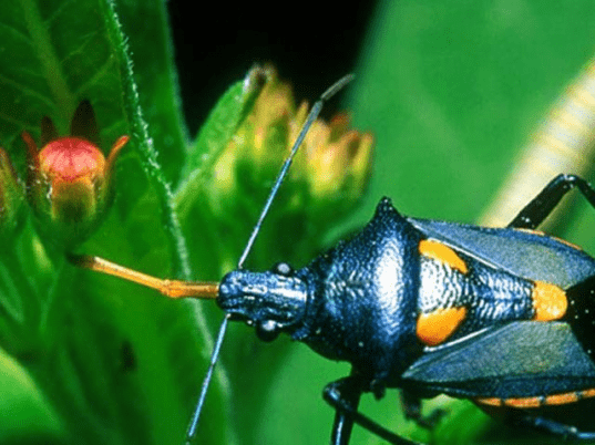 Colorful Beetles ScreenSaver Screenshot 1